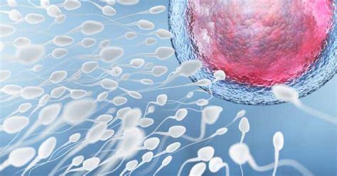 temps spermatozoïdes ovule|En combien de temps le spermatozoïde atteint